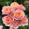 Саджанці троянди  англійської Пінк Вувузела (Pink Vuvuzela)
