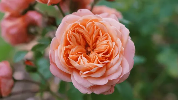 Саджанці троянди англійської Джульєтта (Juliet)