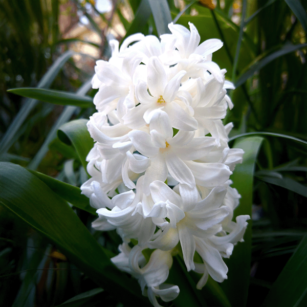 Гіацинт China White 17 -18