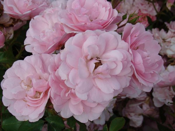 Саджанці троянди грунтопокривної Боніка (Bonica)