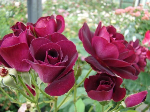 Саджанці троянди флорібунди  Бургунді Айс (Burgundy Ice)