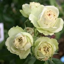 Саджанці троянди спрей Лавлі Грін  (Lovely green)