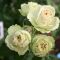 Саджанці троянди спрей Лавлі Грін  (Lovely green)