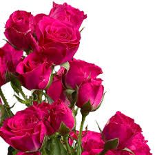 Саджанці спрей - троянди Лавлі Лідія (Lovely Lydia)