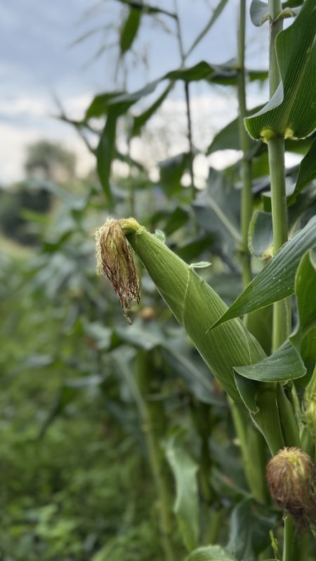 Солодка кукурудза в качанах , 10 штук