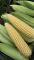 Солодка кукурудза в качанах , 10 штук