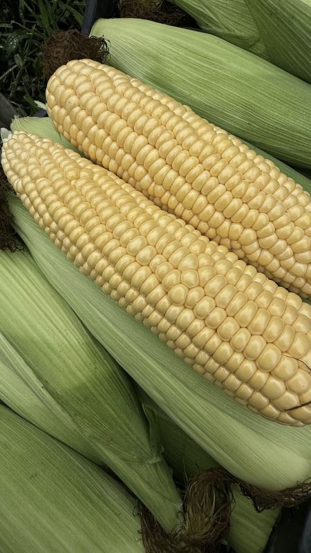 Солодка кукурудза в качанах , 10 штук