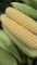 Солодка кукурудза в качанах , 10 штук
