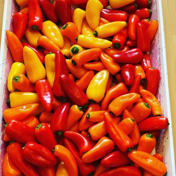 Суміш насіння  перцю солодкого міні (9 шт)