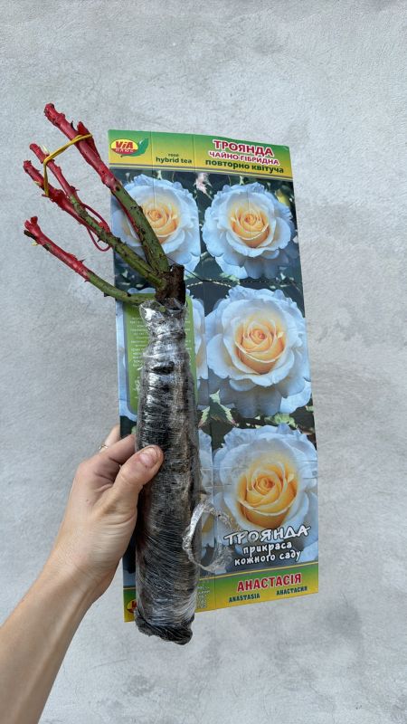 Саджанці троянди  англійської Пінк Вувузела (Pink Vuvuzela)