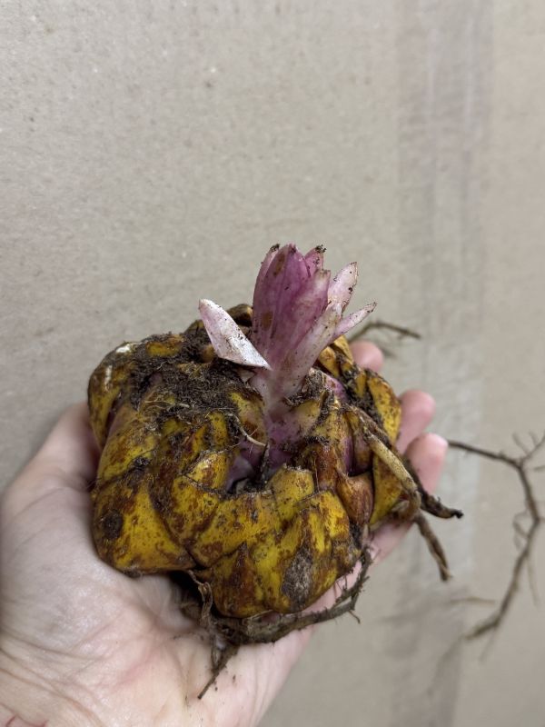 Лілія Purple Prince