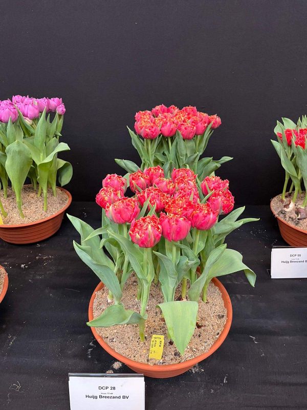 Тюльпан махровий оторочений DCP 28