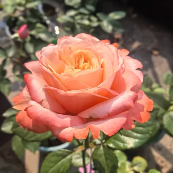 Саджанці троянди чайно-гібридної  Кахала (Kahala)