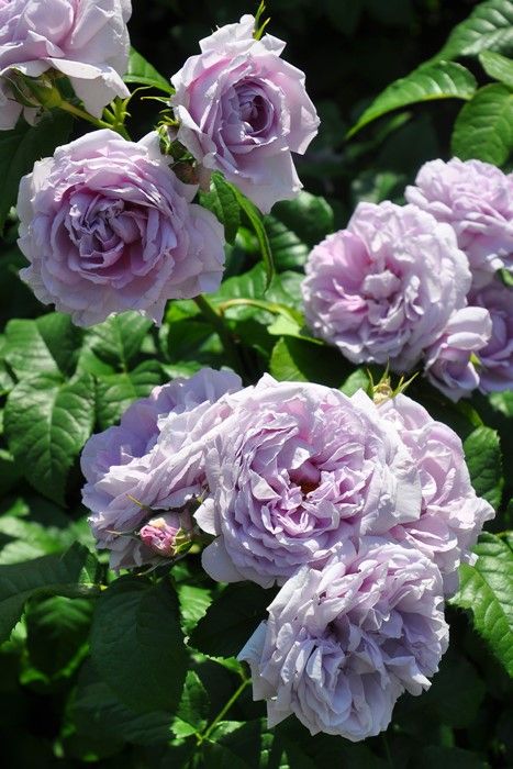 Саджанці троянди паркової (Шраб)  Лє сєль Блу ( Le Ciel Bleu)