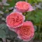 Саджанці троянди паркової Лорен Каброль (Laurent Cabrol)