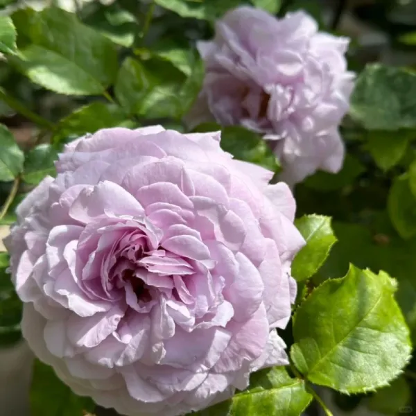 Саджанці троянди паркової (Шраб)  Лє сєль Блу ( Le Ciel Bleu)