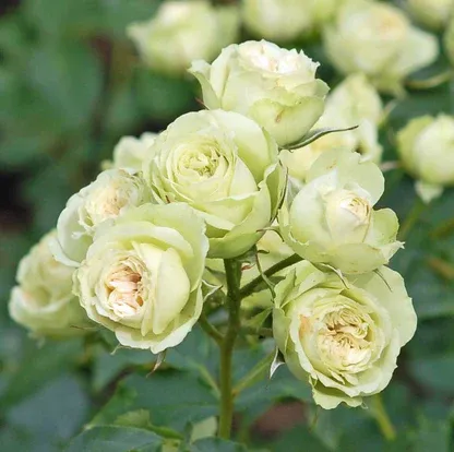 Саджанці троянди спрей Лавлі Грін  (Lovely green)