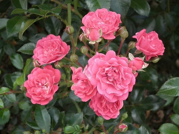 Саджанці троянди грунтопокривної Лавлі Фейрі (Lovely Fairy)