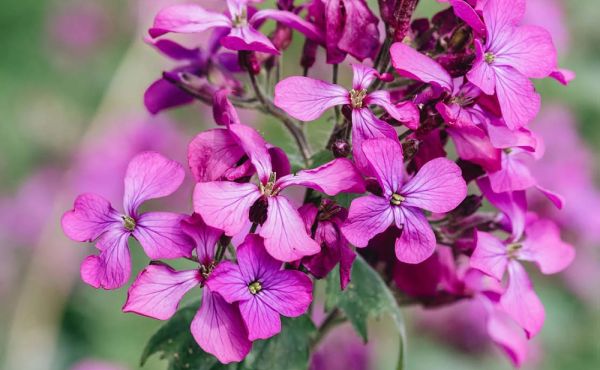 Насіння Лунарія Суміш 0,1 г