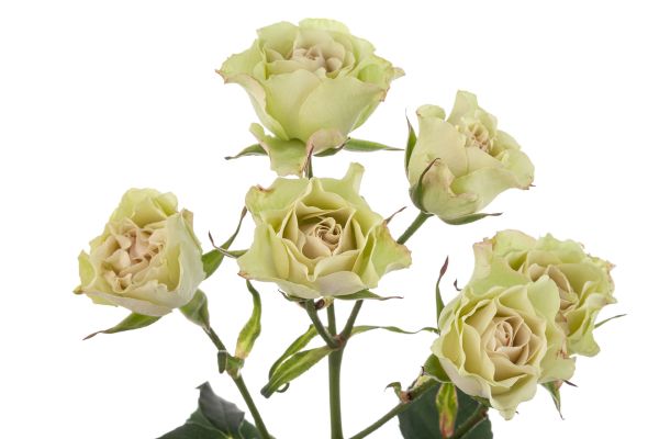 Саджанці спрей - троянди Лувіанна (Luviana)