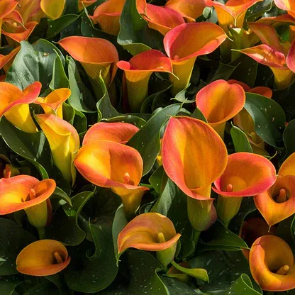 Калла Orange Blend (20+)