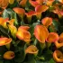 Калла Orange Blend (20+)