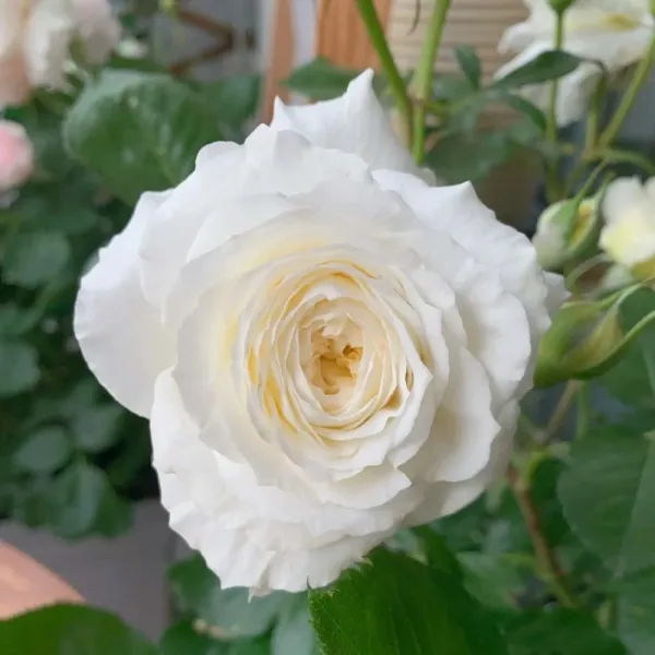 Саджанці троянди Пейшенс (Patience)