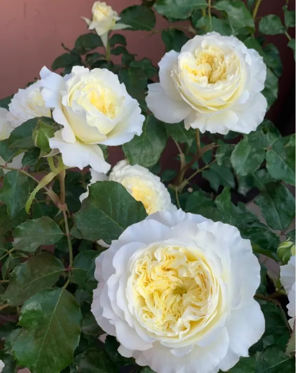 Саджанці троянди Пейшенс (Patience)