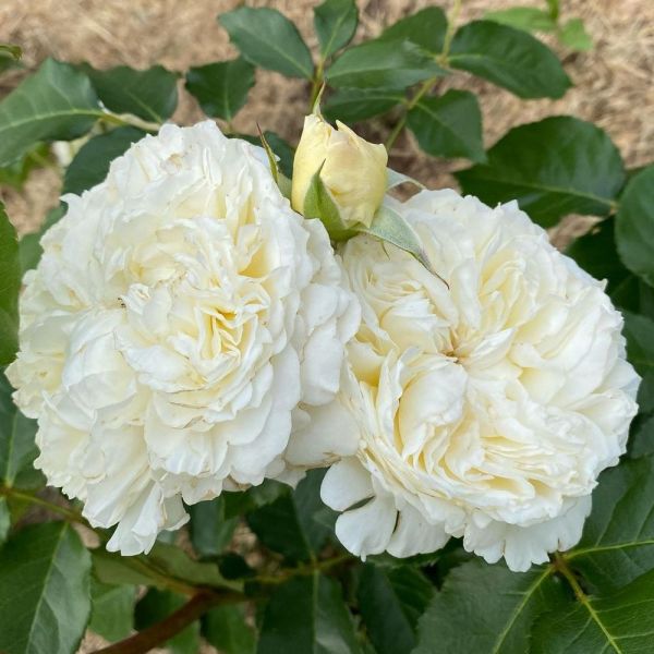 Саджанці троянди Пейшенс (Patience)