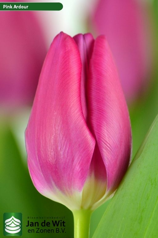 Тюльпан тріумф Pink Ardour 12+