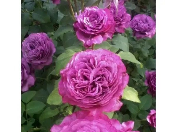 Саджанці троянди чайно - гібридної  Клод Брассер (Claude Brasseur)