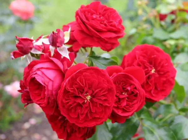 Саджанці троянди флорібунда червона Шапочка (Роткепхен, Rotkäppchen)