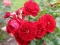 Саджанці троянди флорібунда червона Шапочка (Роткепхен, Rotkäppchen)