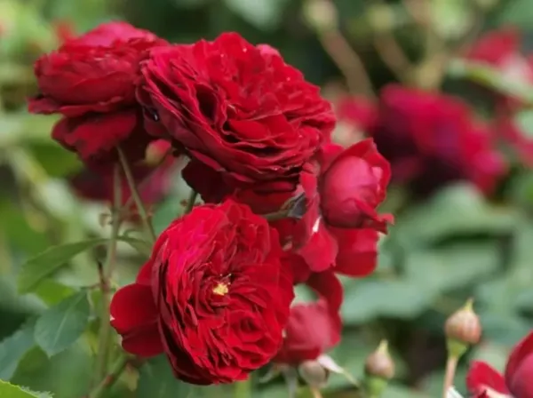 Саджанці троянди флорібунда червона Шапочка (Роткепхен, Rotkäppchen)