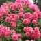 Саджанці плетистої троянди Розаріум Ютерсен (Rosarium Uetersen)