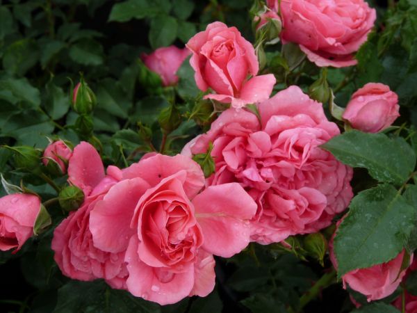 Саджанці плетистої троянди Розаріум Ютерсен (Rosarium Uetersen)