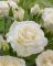 Саджанці троянди  чайно-гібридної Поло