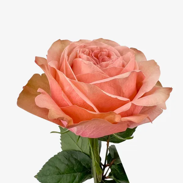 Саджанці троянди чайно-гібридної  Кахала (Kahala)