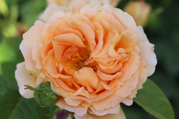 Саджанці троянди Полька 91