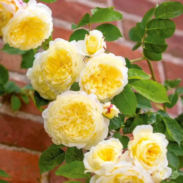 Саджанці троянди англійської (клаймбер) Пілігрим (The Pilgrim)