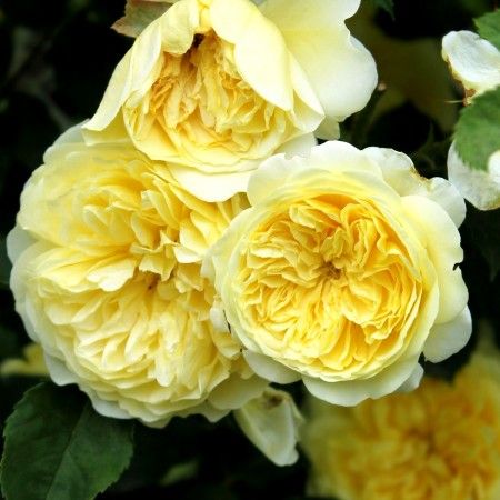 Саджанці троянди англійської (клаймбер) Пілігрим (The Pilgrim)