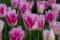 Тюльпан Huis Ten Bosch 12+