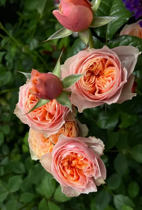 Саджанці троянди  англійської Пінк Вувузела (Pink Vuvuzela)