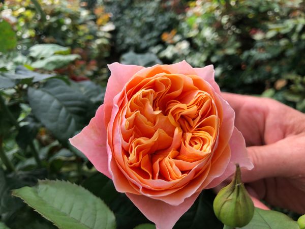 Саджанці троянди  англійської Пінк Вувузела (Pink Vuvuzela)