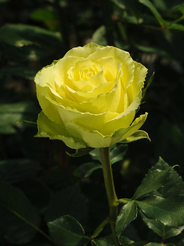 Саджанці троянди чайно гібридної Лімбо (LImbo)